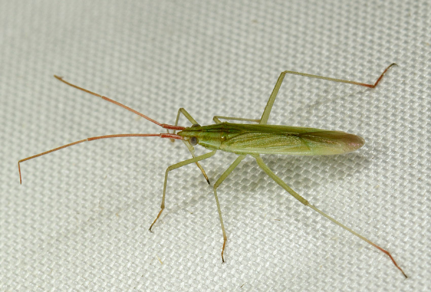 Miridae: Trigonotylus sp. e  Rhopalide: Chorosoma schillingi